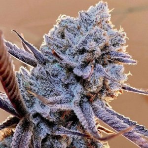 (image for) Lilac Diesel RBX2