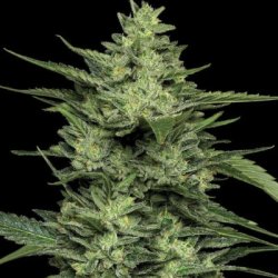 Ein allgemeines Bild