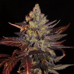 Ein allgemeines Bild