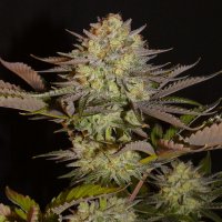 (Bild für) Limon Blanco V1