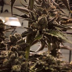 Ein allgemeines Bild