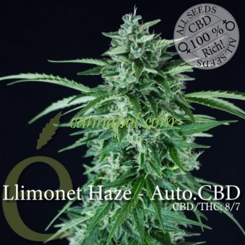 Llimonet Haze Automatic CBD female - zum Schließen ins Bild klicken