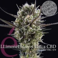 Llimonet Haze CBD female