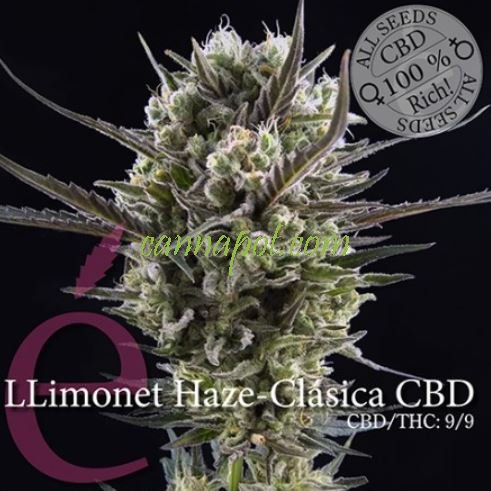 Llimonet Haze CBD female - zum Schließen ins Bild klicken