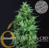 Llimonet Haze Ultra CBD female