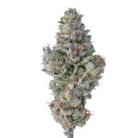 (image for) Lobster Butter Auto fem