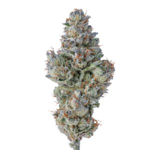 (Bild für) Lobster Butter Auto fem