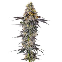 Ein allgemeines Bild