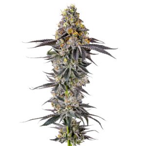 (Bild für) Lobster Butter fem