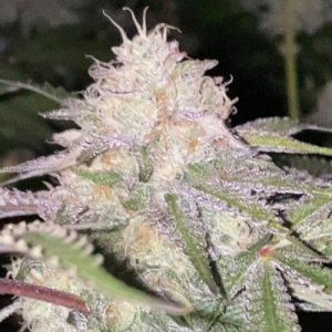 (Bild für) London Kosher