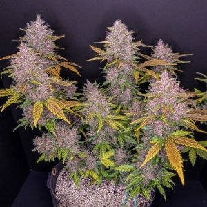 LSD-25 Auto fem
