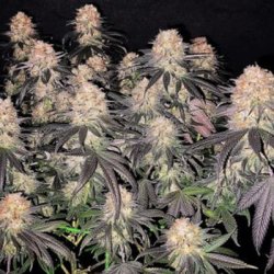 Ein allgemeines Bild