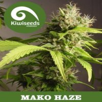 Mako Haze