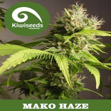 Mako Haze - zum Schließen ins Bild klicken