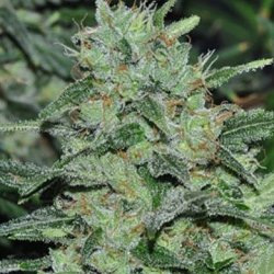 Ein allgemeines Bild