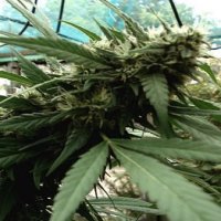 (Bild für) Malawi Gold