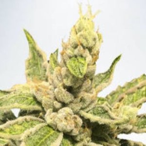 (image pour) Mamacitas Cookies fem