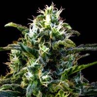 Mamba Negra feminized