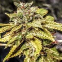 (Bild für) Mandarin Cookie Sherbert 6 fem