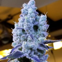 Ein allgemeines Bild