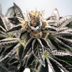 Ein allgemeines Bild