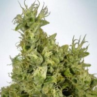 (imagen para) Mandarin Haze fem