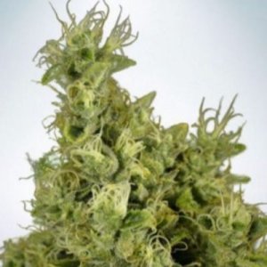 (Bild für) Mandarin Haze fem