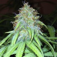 (image pour) Mango Hashplant