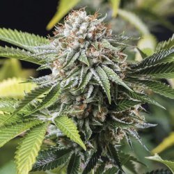 Ein allgemeines Bild