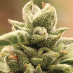 Ein allgemeines Bild