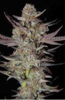 (image pour) Marionberry Kush