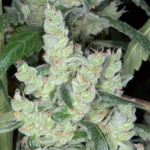 Marley's Cheese
