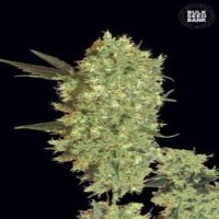 (image for) Marleys Bud female