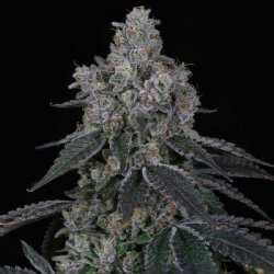 Ein allgemeines Bild