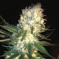 Masskush fem