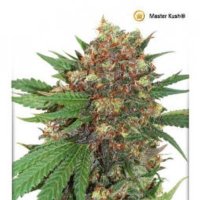 (Bild für) Masterkush