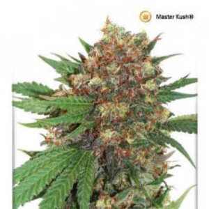 (imagen para) Masterkush