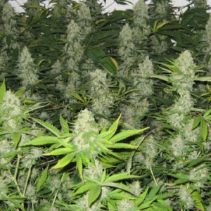 (image for) Masterkush