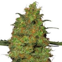 (image for) Masterkush