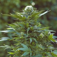 Master Thai’s 82 Tahoe OG aka Blue Tahoe