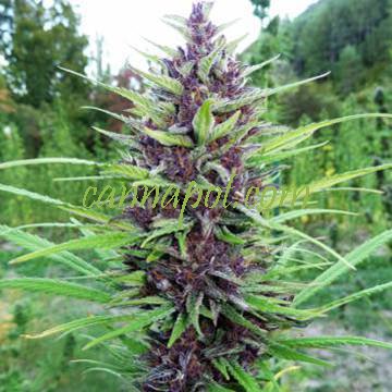 Master Hemp MH1 female - zum Schließen ins Bild klicken