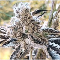 (Bild für) Masterpiece