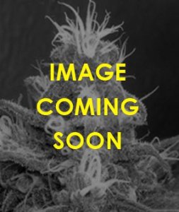 (Bild für) Razzberry OG