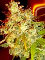 (Bild für) Mazari Grape