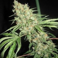 (image pour) Medevac Kush