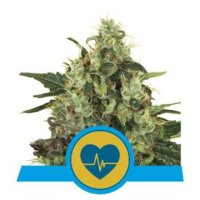 Medical Mass CBD feminized