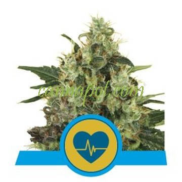 Medical Mass CBD feminized - zum Schließen ins Bild klicken