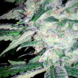 Ein allgemeines Bild