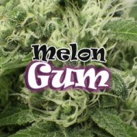 Melon Gum female