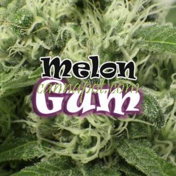 Melon Gum female - zum Schließen ins Bild klicken